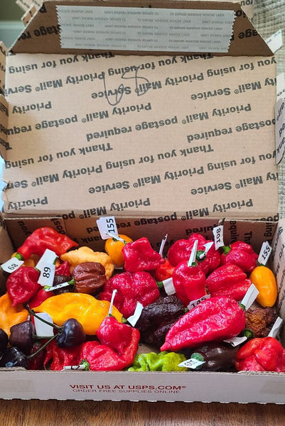 PODS - Fresh pepper pods - Super hots! SFRB