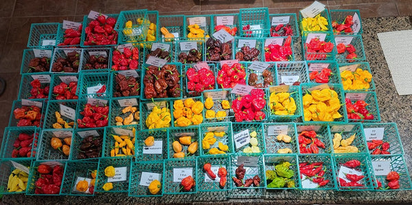 PODS - Fresh pepper pods - Super hots! SFRB