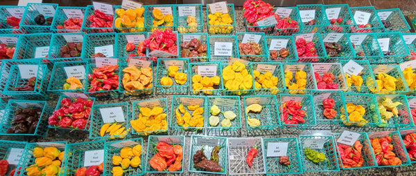 PODS - Advanced order of mixed fresh superhot pods SFRB includes shipping.