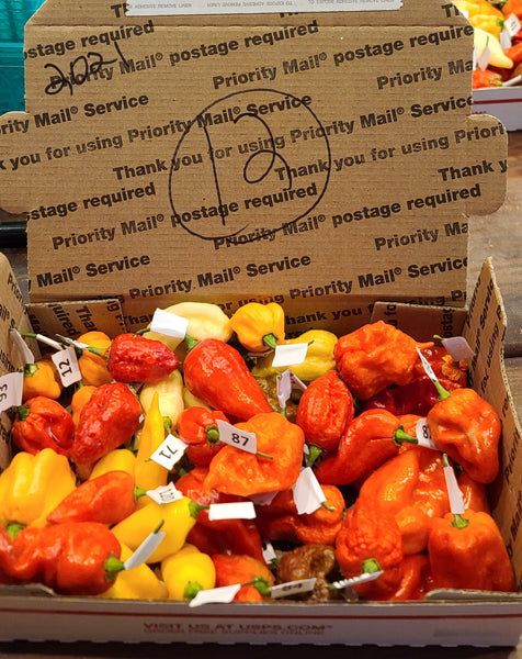 PODS - Advanced order of mixed fresh superhot pods SFRB includes shipping.