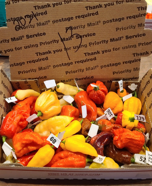 PODS - Advanced order of mixed fresh superhot pods SFRB includes shipping.